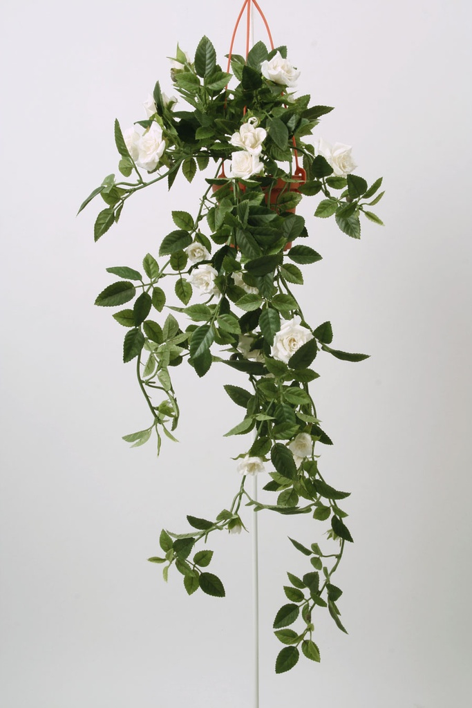 Mini Rose