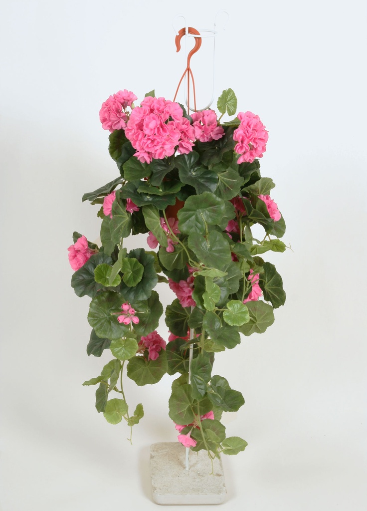 Geranium