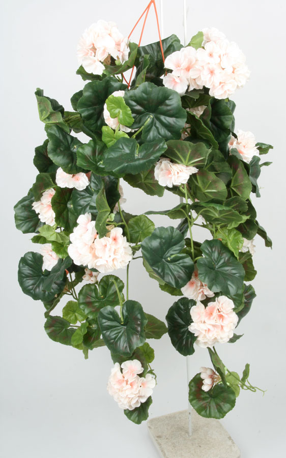 Geranium