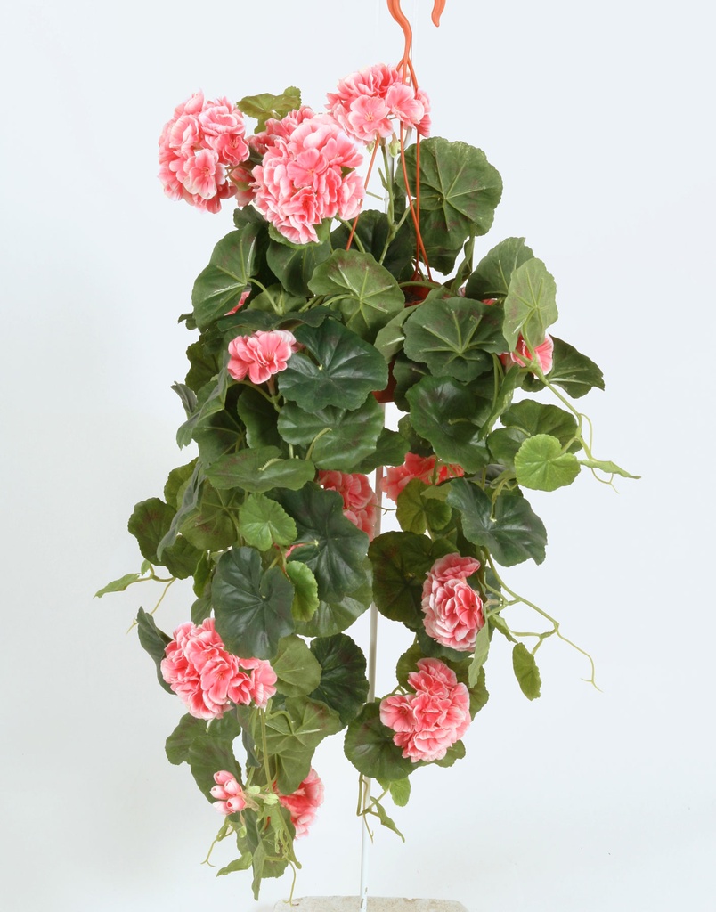 Geranium