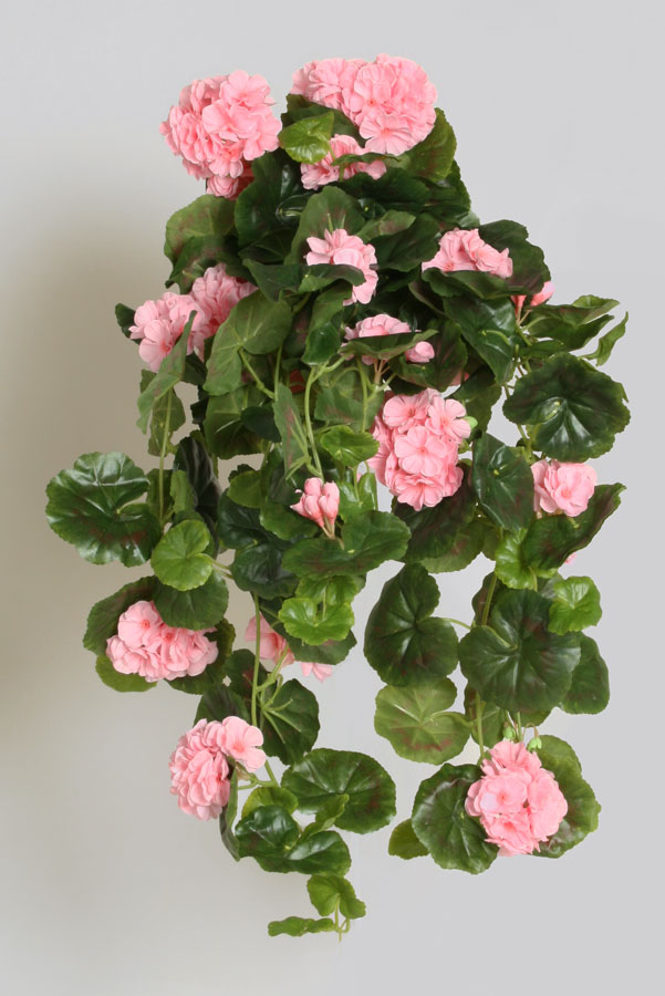 Geranium