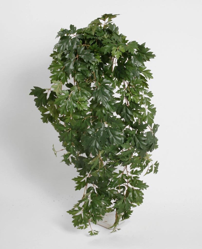 Cissus