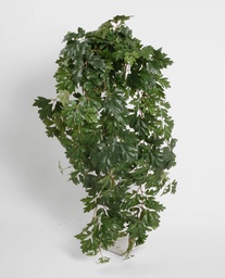 [117a] Cissus (Alternative 1)