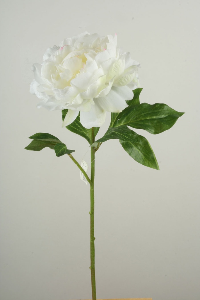 Peony