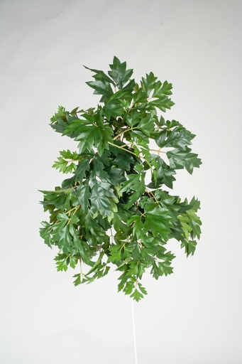 Cissus