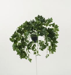 [5962] cissus (Alternative 3)