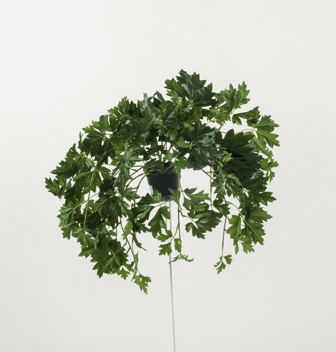 Cissus