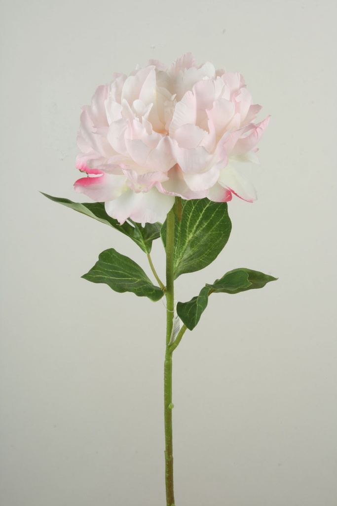 Peony