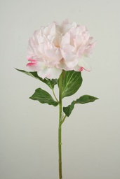 [7210] Peony (Alternative 2)