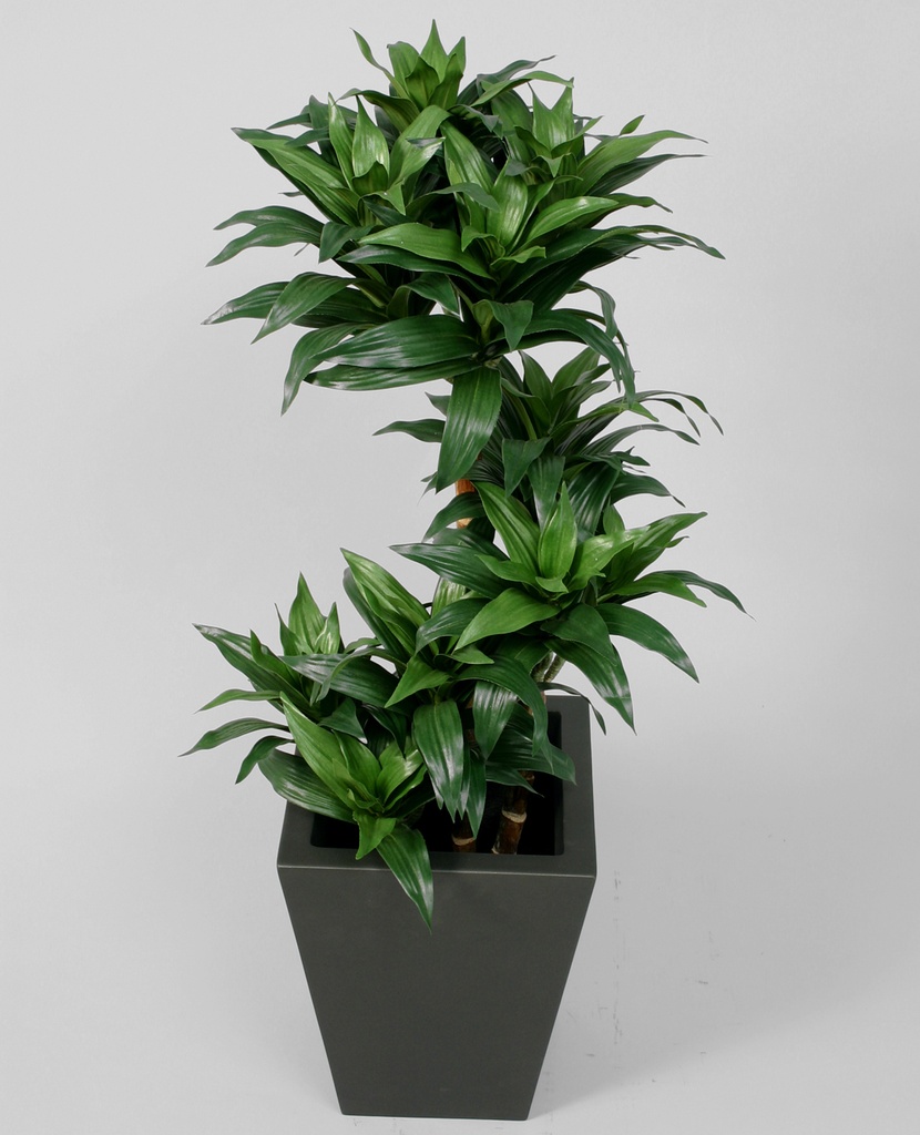 Dracaena Fragrans