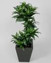 [1113-070] Dracaena Fragrans (Alternative 1)