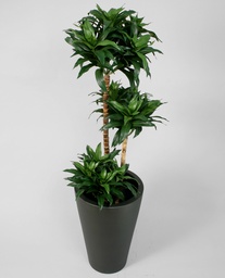 [1113-150] Dracaena Fragrans (Alternative 3)