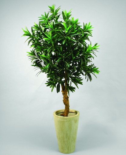 Croton
