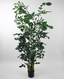 [1105-240] Fishtail Palm (Alternative 2)