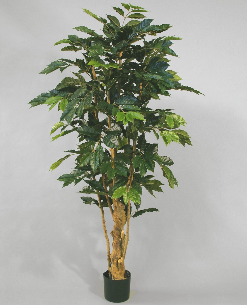 Coffee Tree