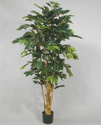 [1089-140] Coffee Tree (Alternative 1)