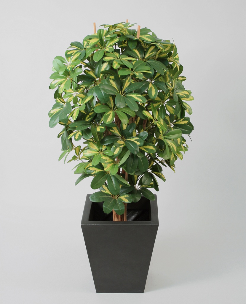 Schefflera