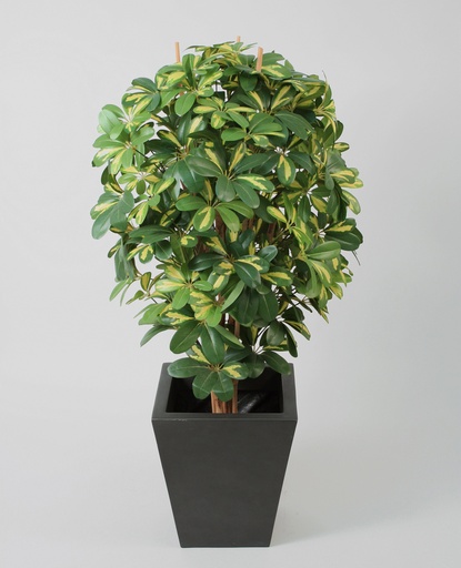 Schefflera
