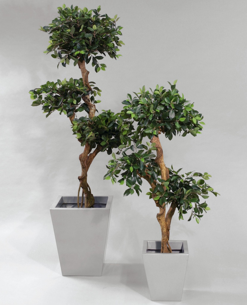 Ficus retusa