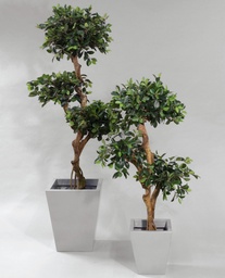 [93-170] Ficus retusa (Alternative 2)