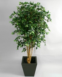 [94-140] Ficus retusa (Alternative 1)