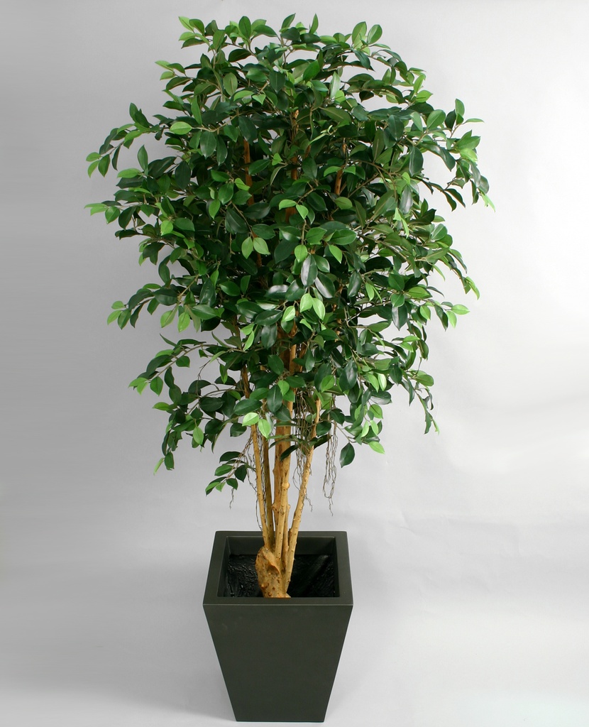 Ficus retusa