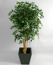 [94-170] Ficus retusa (Alternative 2)