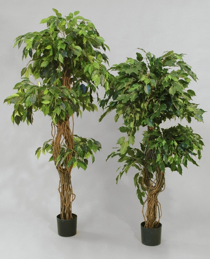 Ficus