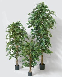 [80-110] Ficus (Alternative 2)