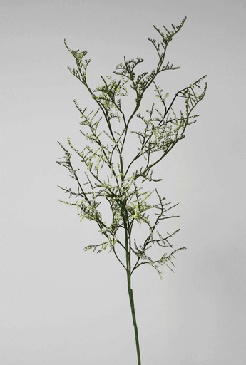 caspia branch