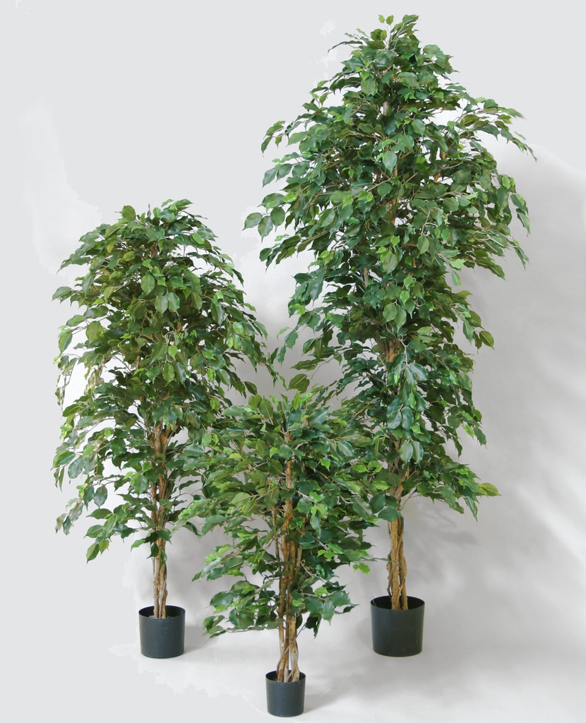 Ficus