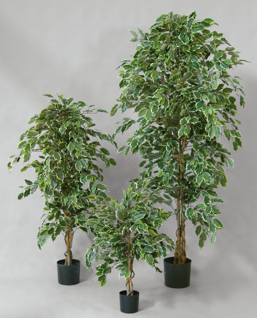 Ficus Golden