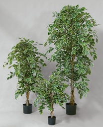 [83-130] Ficus Golden (Alternative 3)