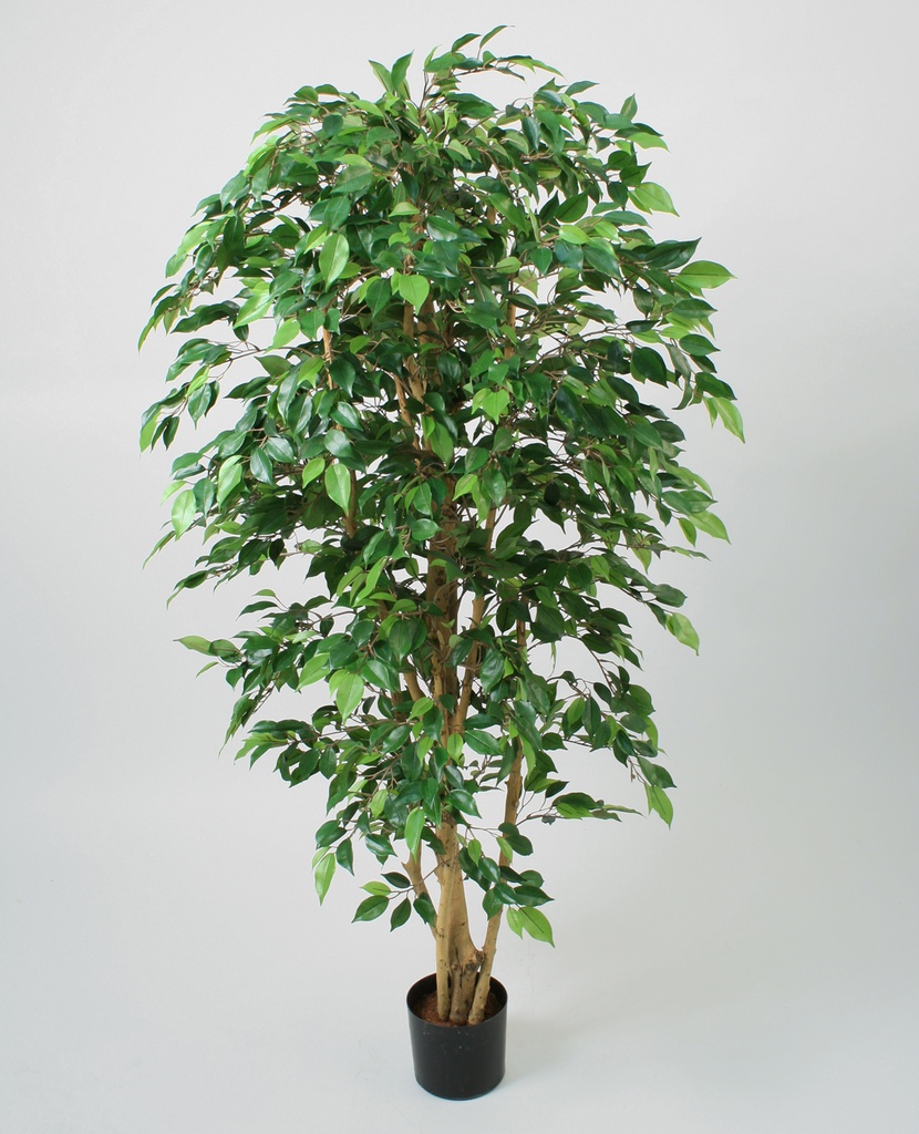 Ficus natasja