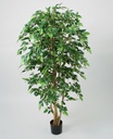 [16-100] Ficus natasja (Alternative 2)