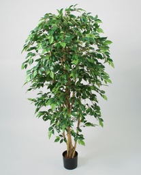 [16-100] Ficus natasja (Alternative 2)