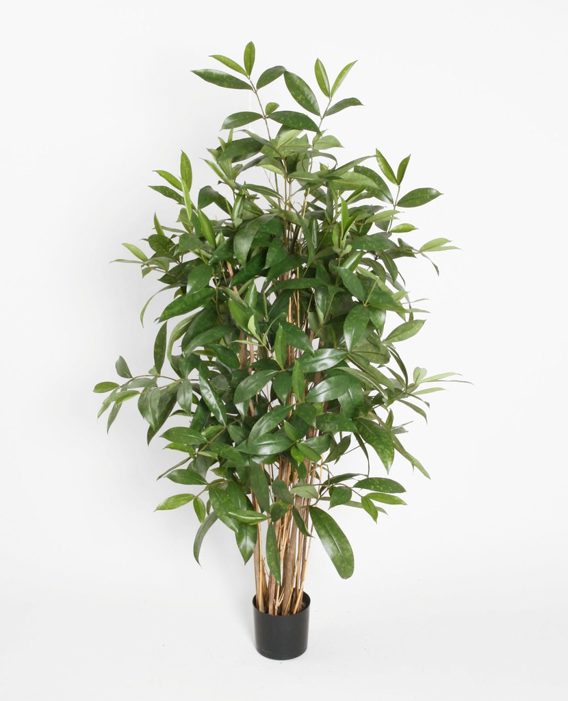 Dracaena Surculosa