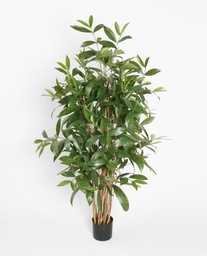 [1193-150] Dracaena Surculosa (Alternative 1)