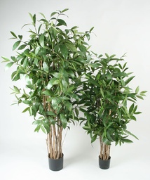 [1193-180] Dracaena Surculosa (Alternative 2)