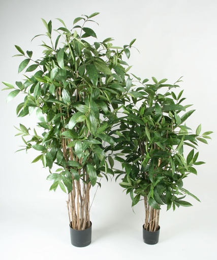 Dracaena Surculosa