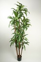 [1129-100] Dracaena (Alternative 2)