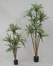 [20-110] Dracaena (Alternative 2)