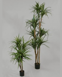 [19-150] Dracaena (Alternative 2)