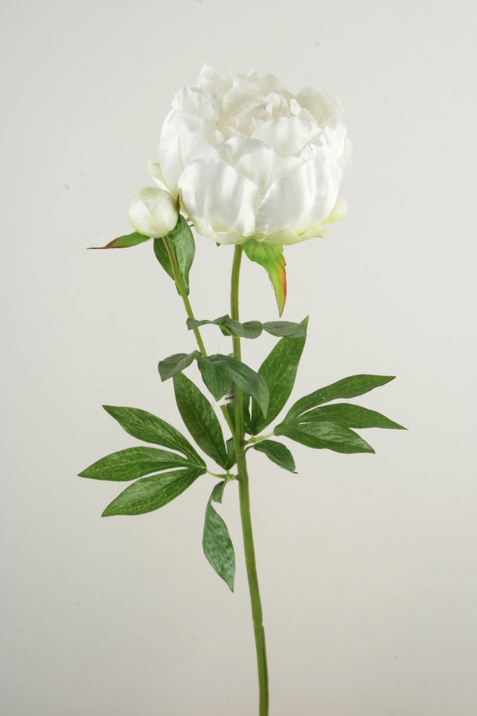 Peony