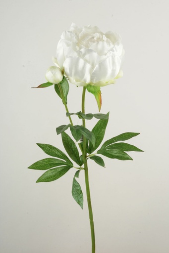 Peony