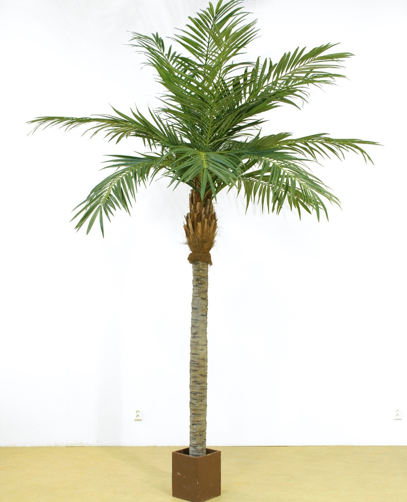Majesty palm