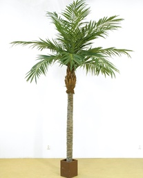 [64-300] Majesty palm (Alternative 1)