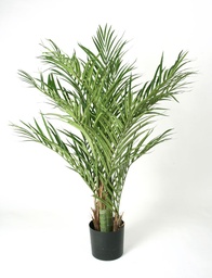 [66-170] Areca palm (Alternative 2)