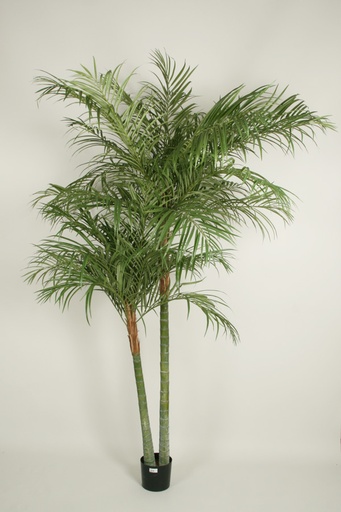 Areca palm