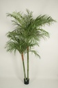 [66-210] Areca palm (Alternative 4)
